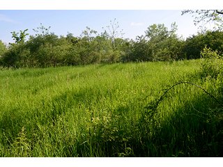 Property photo 83 - LAND AUCTION - 215+/- ACRES OFFERED IN 6 TRACTS IN VAN WERT COUNTY, OHIO